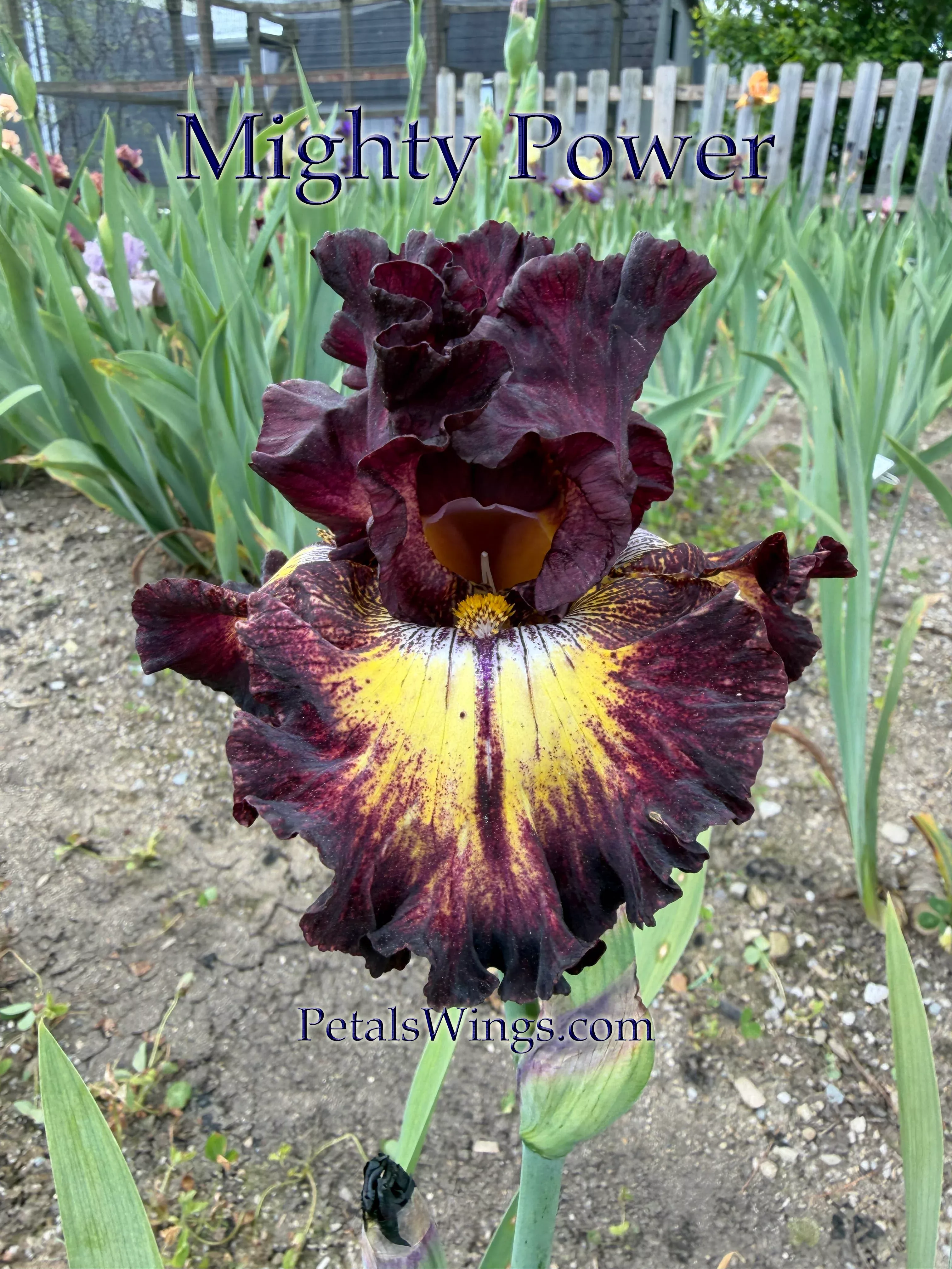 MIGHTY POWER 2023 TB-Fragrant