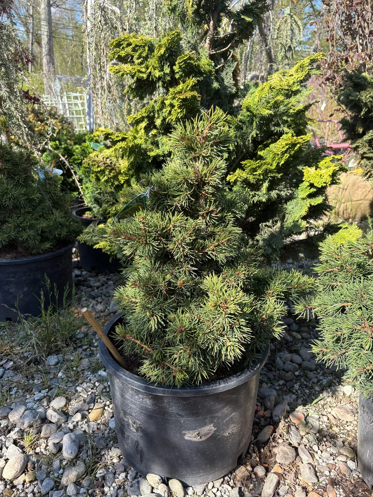 mikulasovice-norway-spruce Mikulasovice Norway Spruce