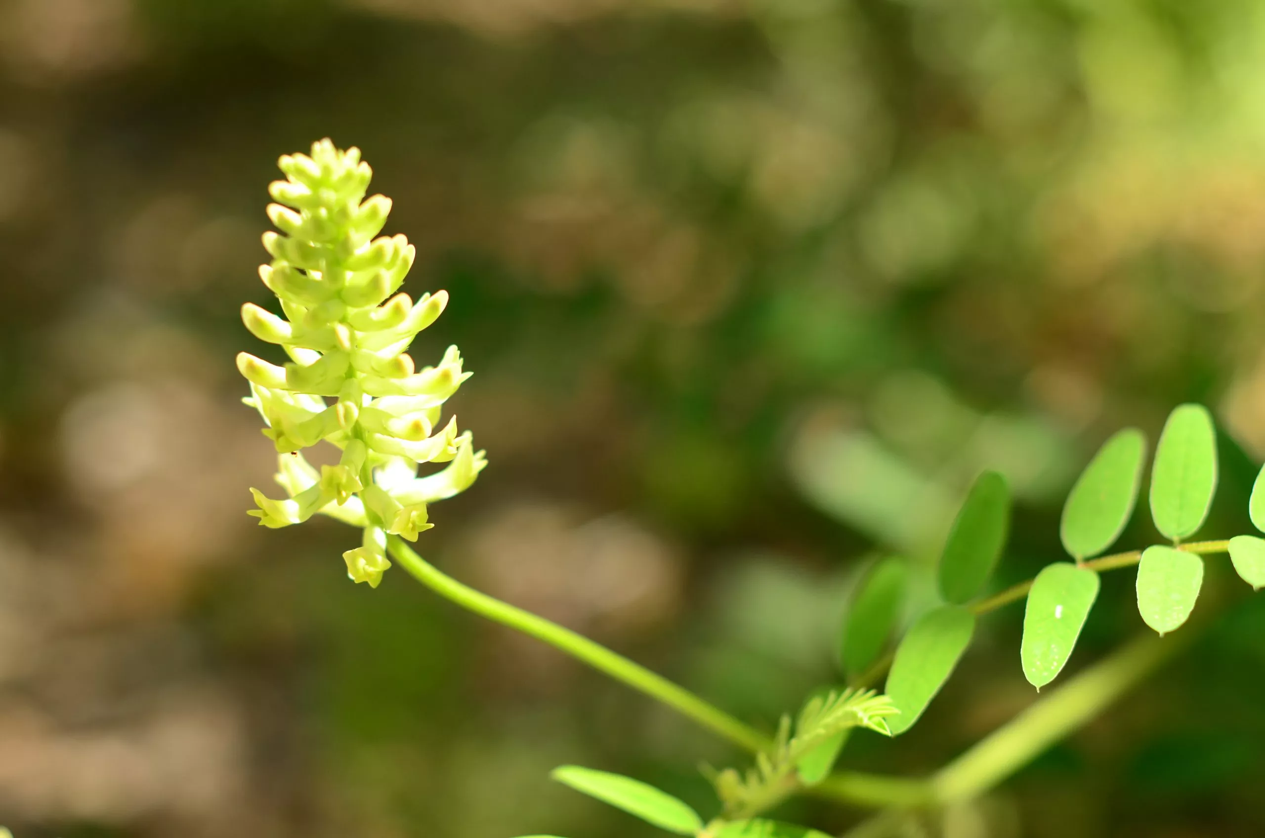 Milk vetch, Canada