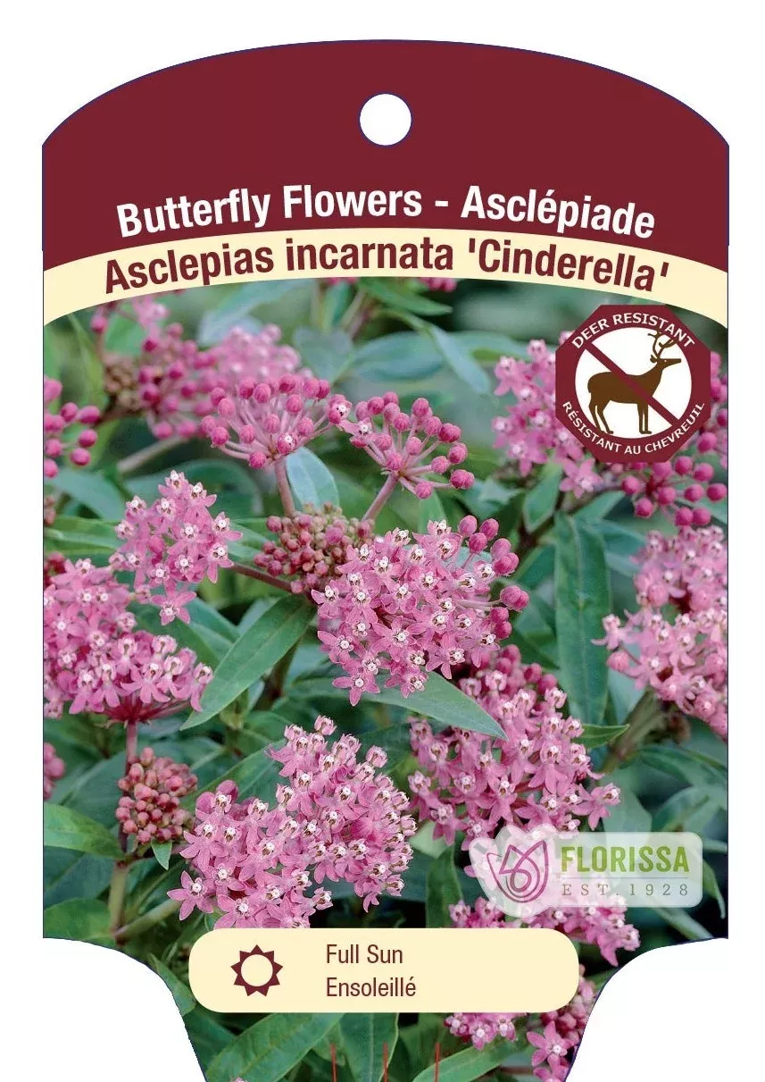 Milkweed Asclepias 'Cinderella'