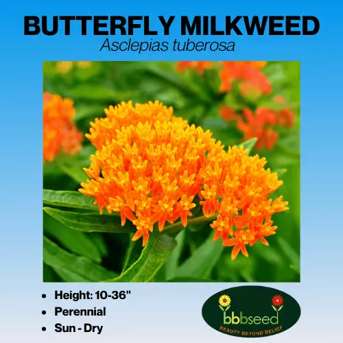 milkweed-butterfly-asclepias-tuberosa Milkweed, Butterfly – Asclepias tuberosa