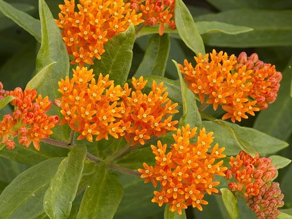 milkweed-butterfly-weed Milkweed, Butterfly Weed