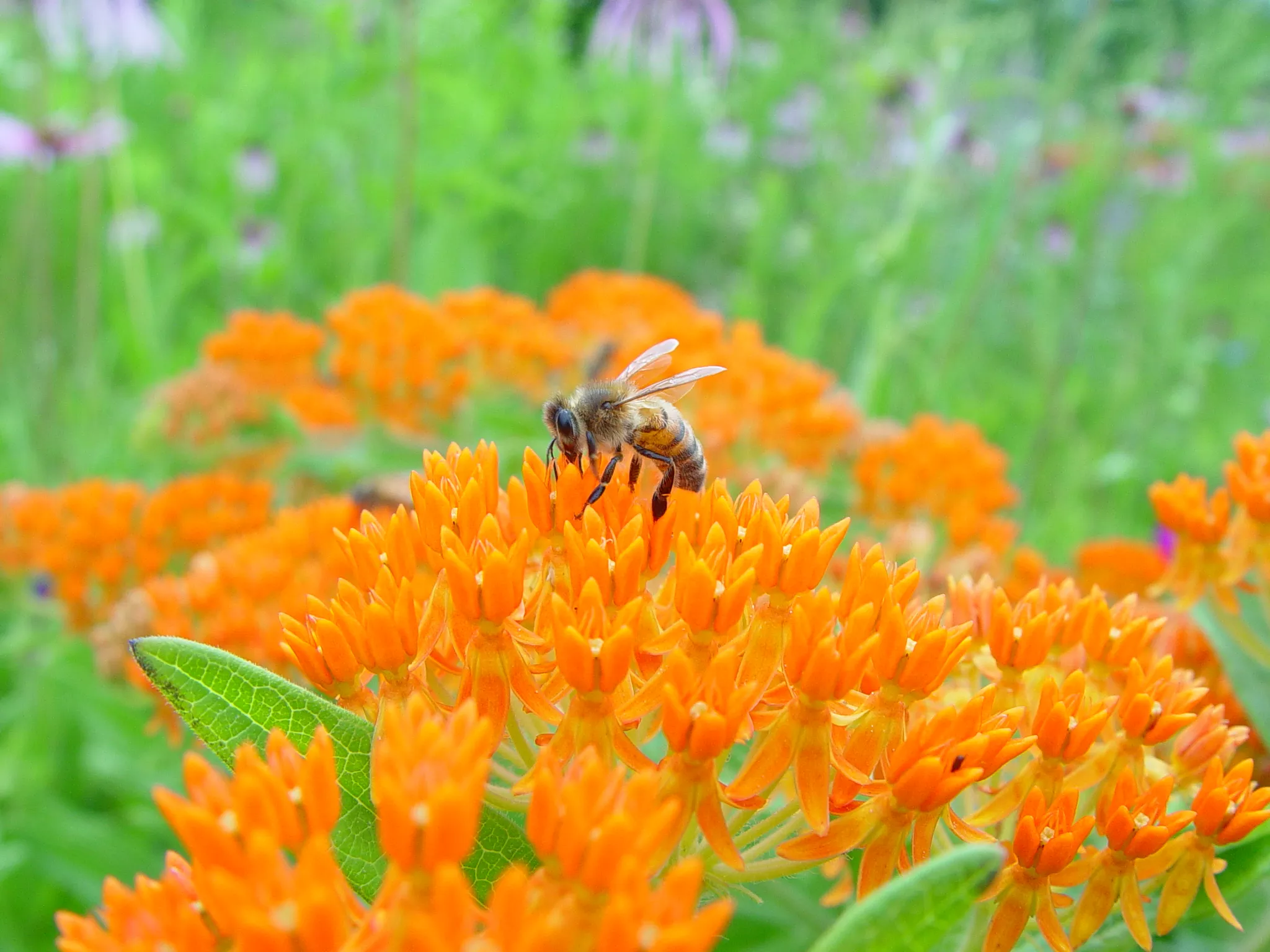 Milkweed, Butterfly