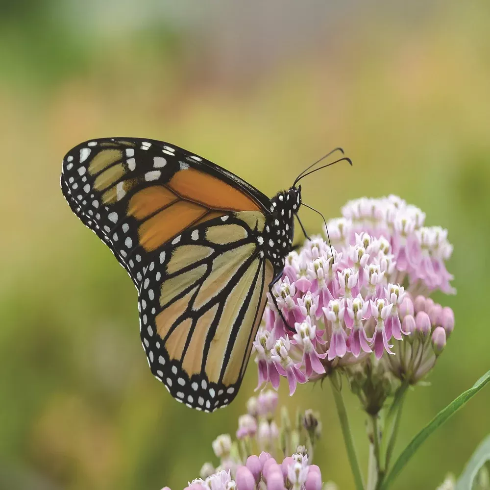 Milkweed, Narrow-Leaved