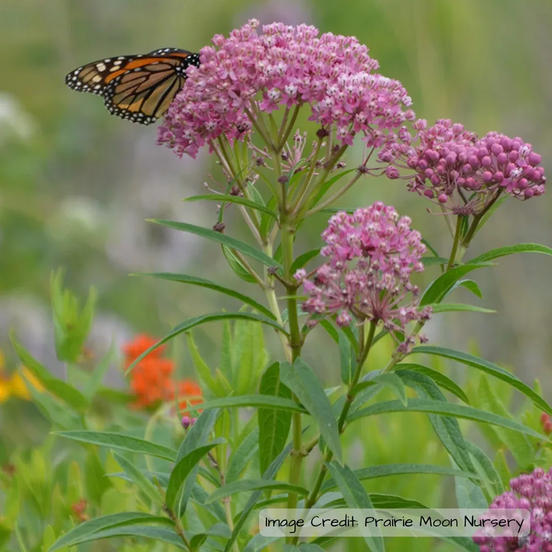 milkweed-rose-asclepias-incarnata Milkweed: Rose (Asclepias incarnata)