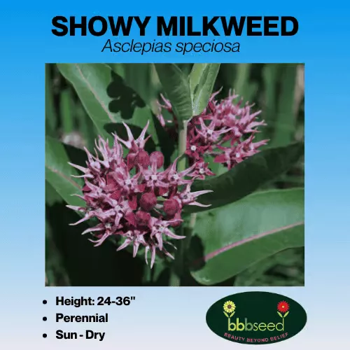 Milkweed, Showy – Asclepias speciosa