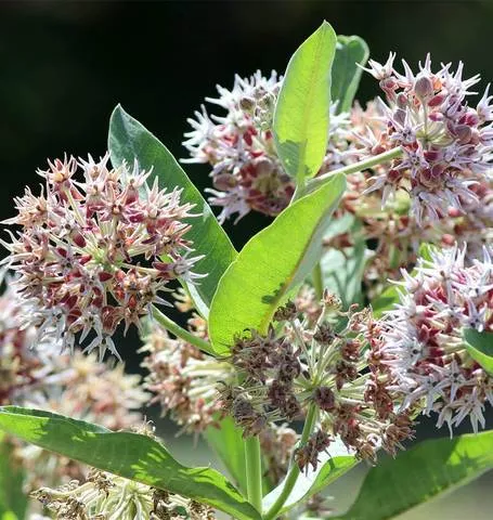 Milkweed - 'Showy'