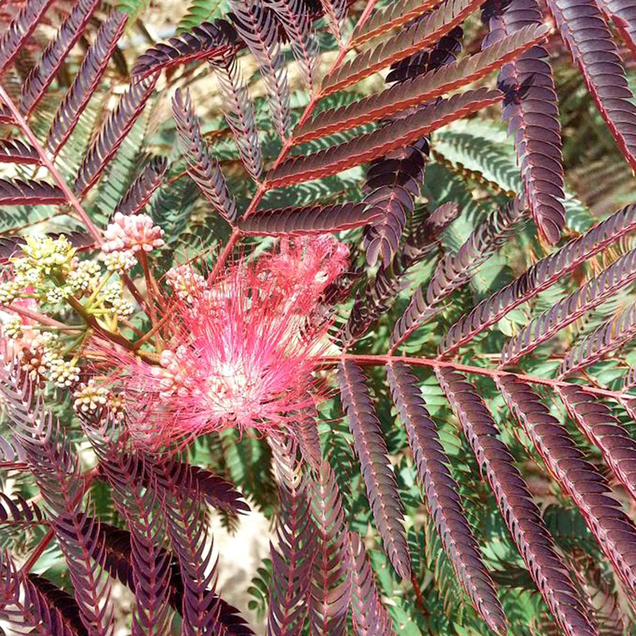 Mimosa