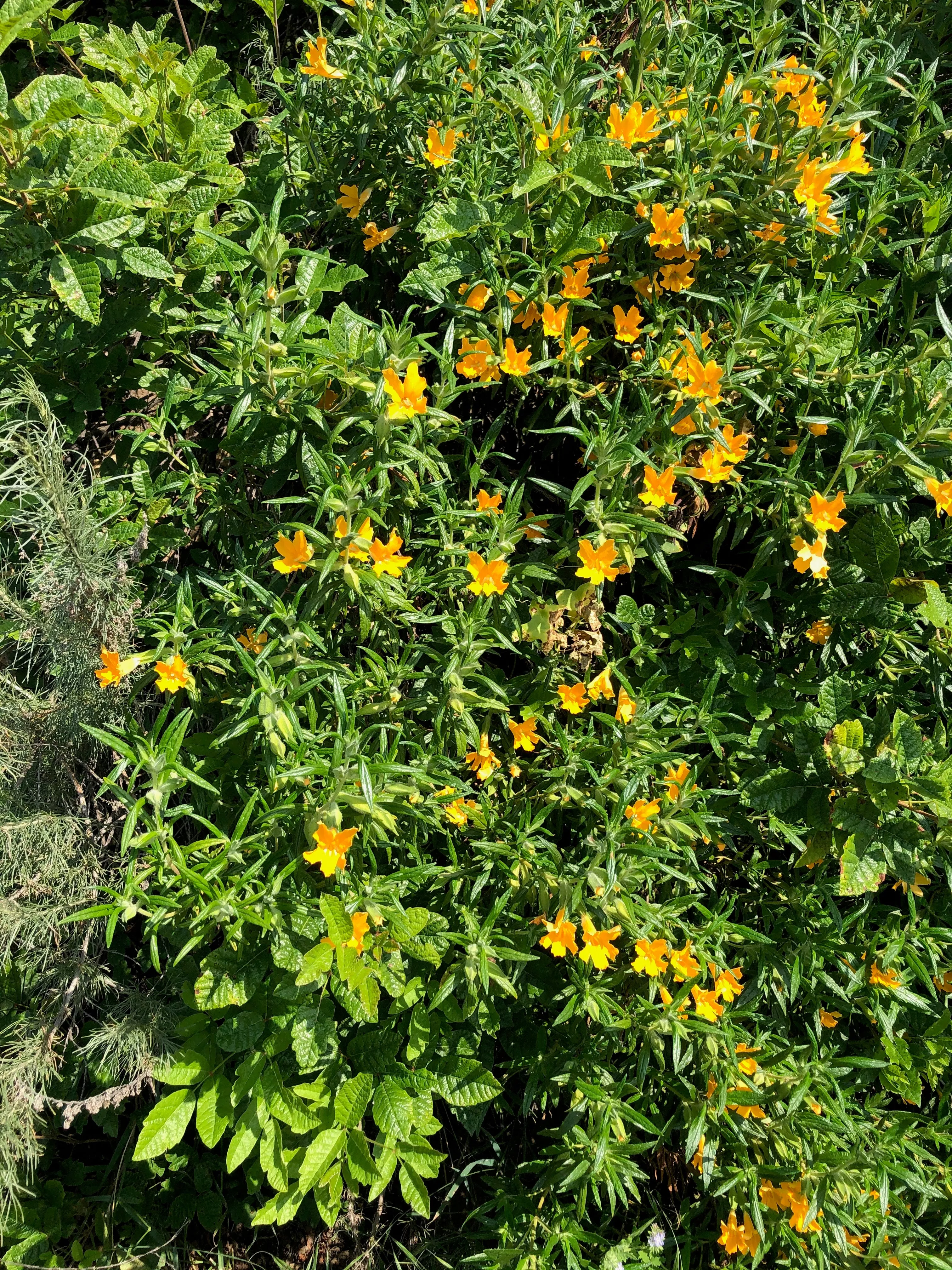 mimulus-aurantiacus-diplacus Mimulus aurantiacus, Diplacus