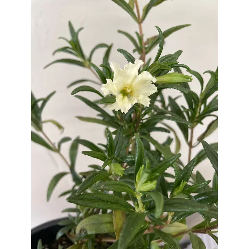 mimulus-bifidus-white Mimulus bifidus 'White'