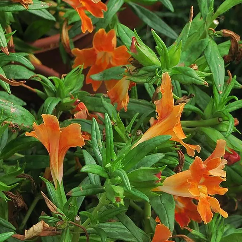 mimulus-jelly-beans-cinnamon Mimulus 'Jelly Beans Cinnamon'