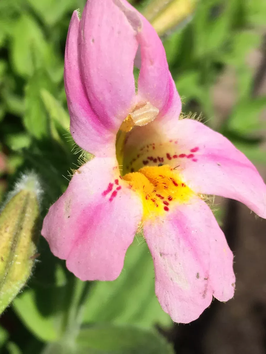 Mimulus lewisii Lewis' Monkeyflower