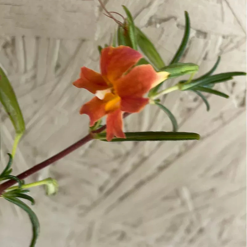 mimulus-puniceus-diplacus Mimulus puniceus, Diplacus