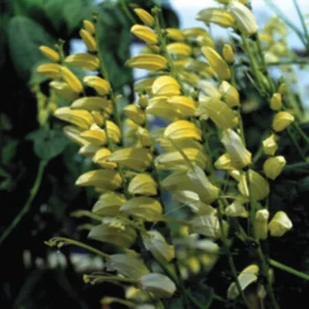 Mina Citronella Seeds