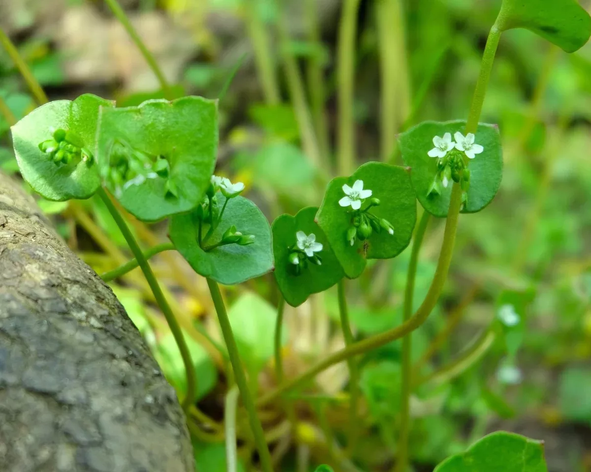 miner-s-lettuce-seeds-claytonia-perfoliata Miner’s Lettuce Seeds (Claytonia perfoliata)
