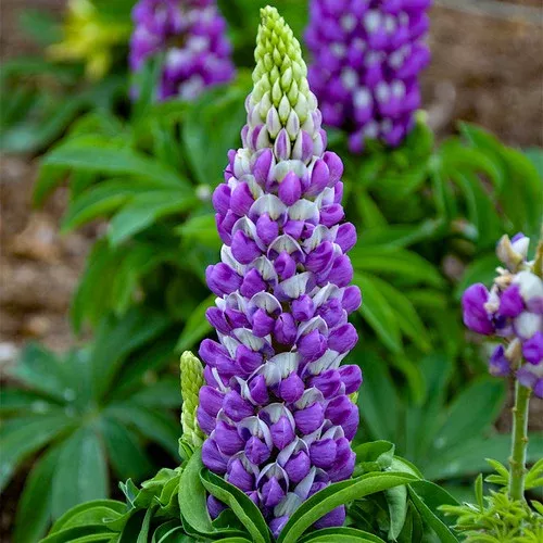 mini-gallery-blue-bicolor-lupine Mini Gallery™ Blue Bicolor Lupine