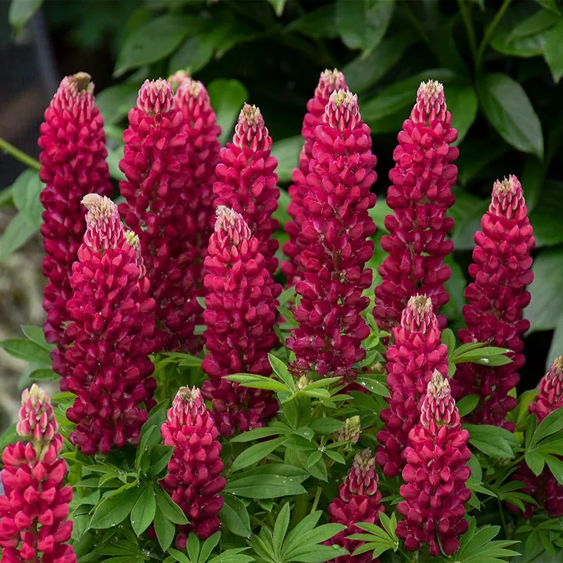 mini-gallery-red-lupine Mini Gallery™ Red Lupine