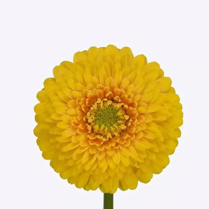 mini-gerber-pomponi-sunlight-60-stem-bunch Mini Gerber Pomponi Sunlight – 60 Stem Bunch