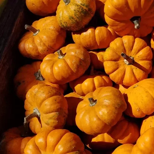 mini-harvest-pumpkins Mini Harvest Pumpkins
