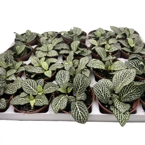 Mini White Nerve Plant