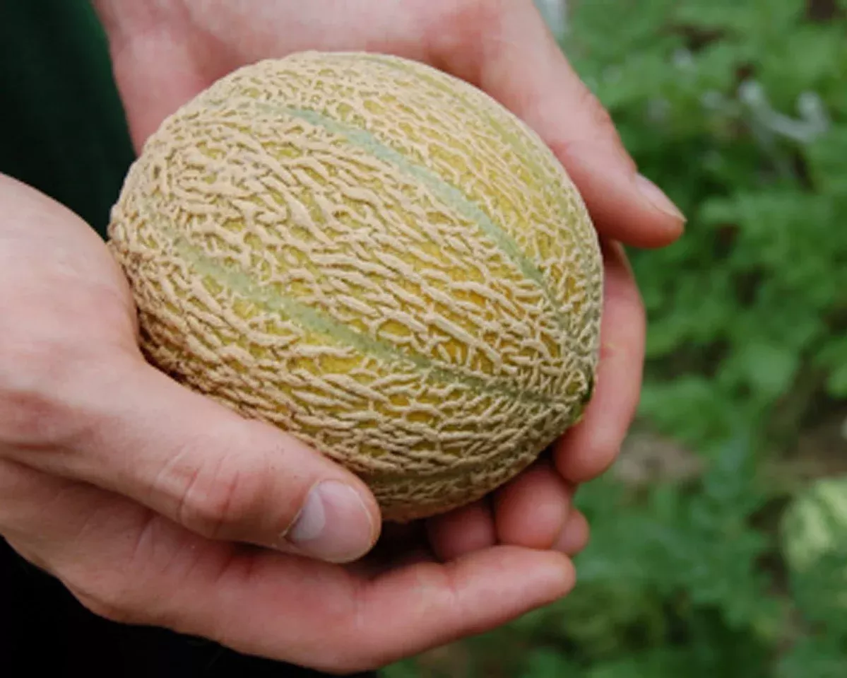 minnesota-mini-melon-seeds Minnesota Mini-Melon Seeds