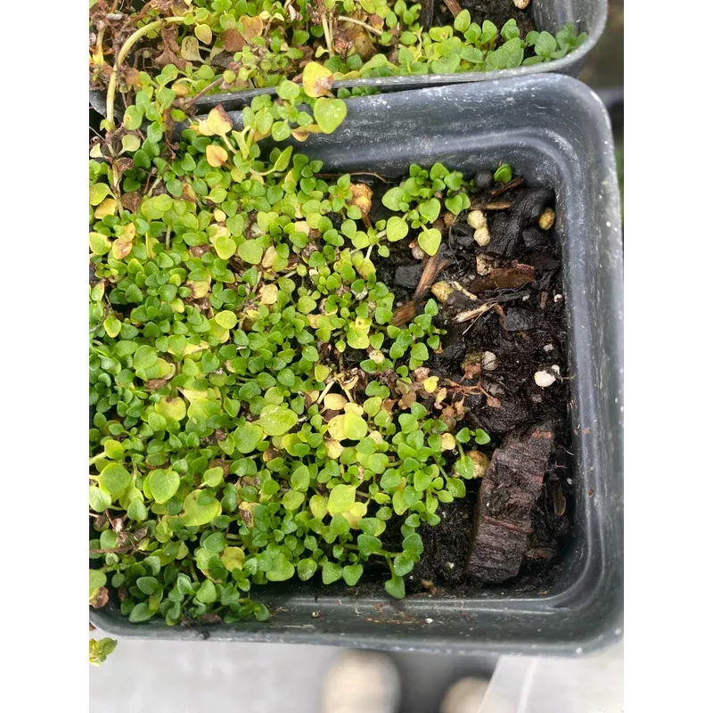 mint-corsican Mint, Corsican