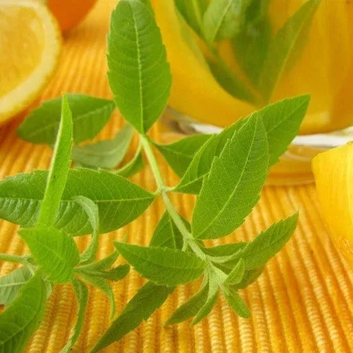 Mint - Lemon seeds