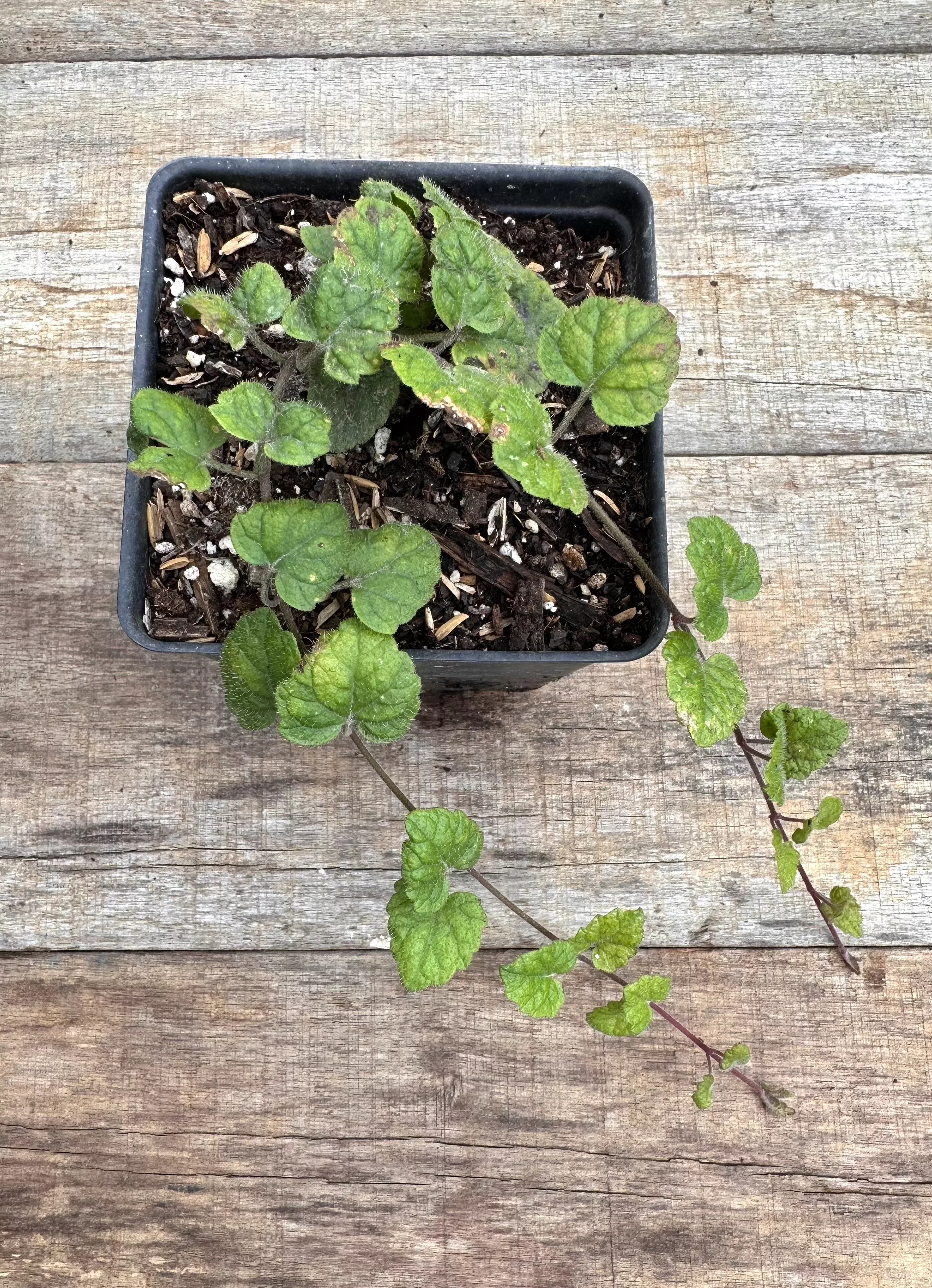 mint-meehan-s-mint Mint, Meehan's mint