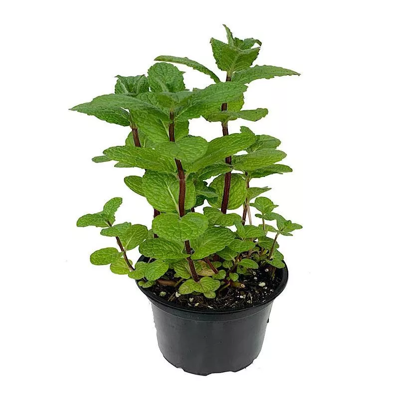 mint-mojito Mint 'Mojito'