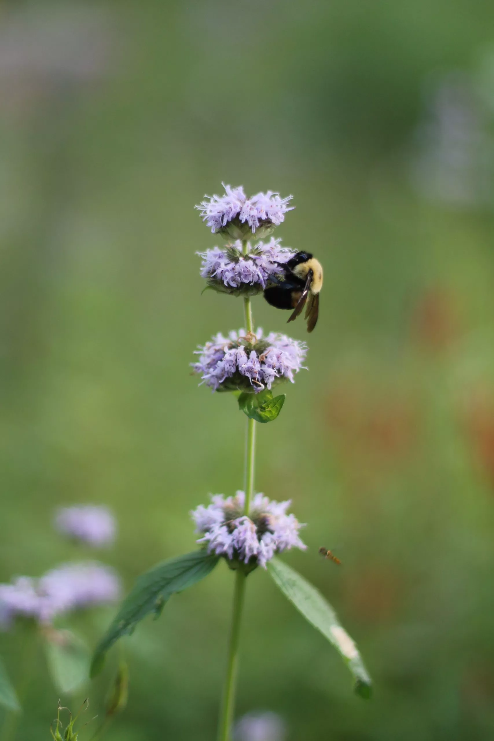Mint, Ohio
