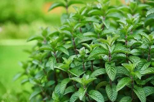 mint-peppermint Mint 'Peppermint'