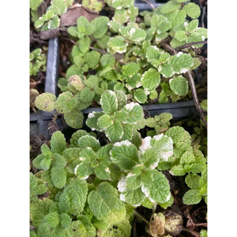 mint-pineapple Mint, Pineapple