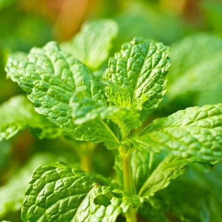 Mint - Spearmint seeds