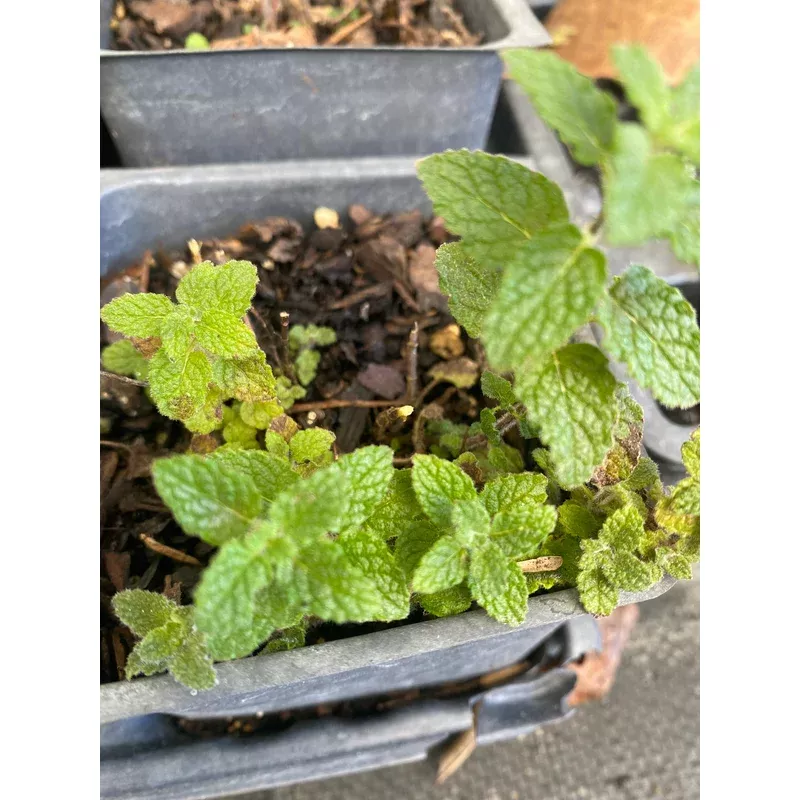 mint-strawberry Mint, Strawberry