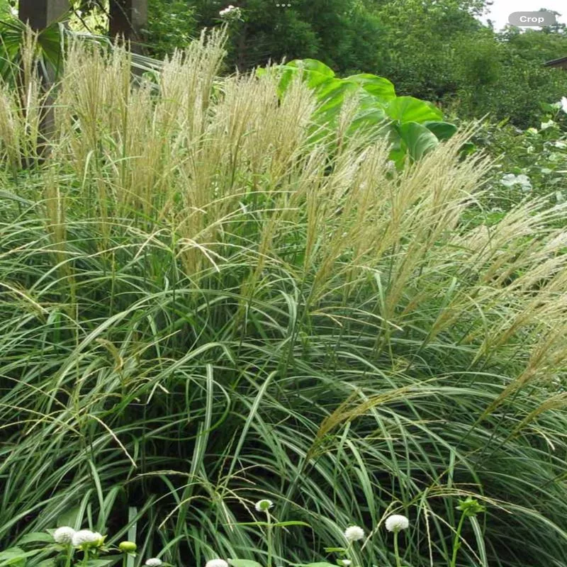 miscanthus-adagio Miscanthus 'Adagio'