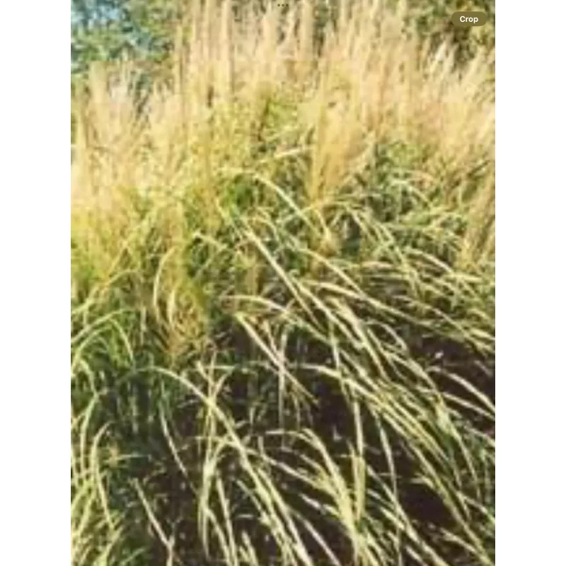 miscanthus-autumn-light Miscanthus 'Autumn Light'