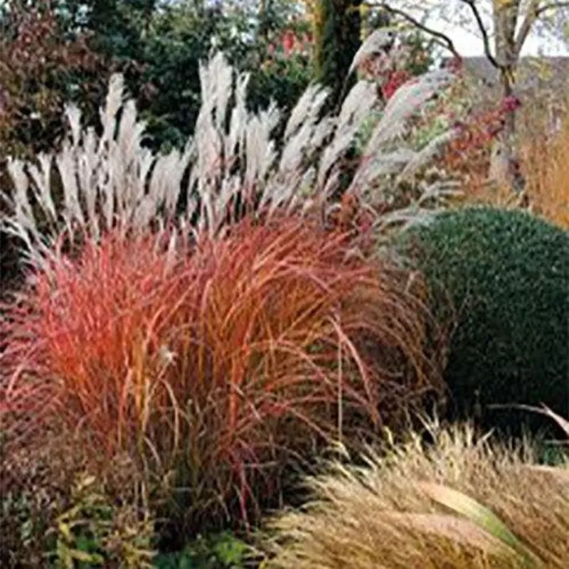 Miscanthus 'Fire Dragon'