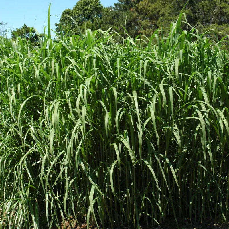 miscanthus-giganteus Miscanthus 'Giganteus'