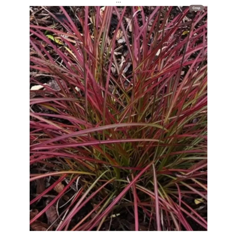miscanthus-little-miss Miscanthus 'Little Miss'