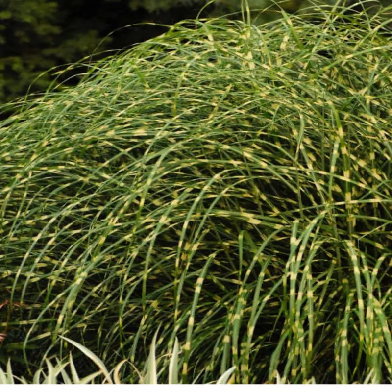 miscanthus-little-zebra Miscanthus 'Little Zebra'