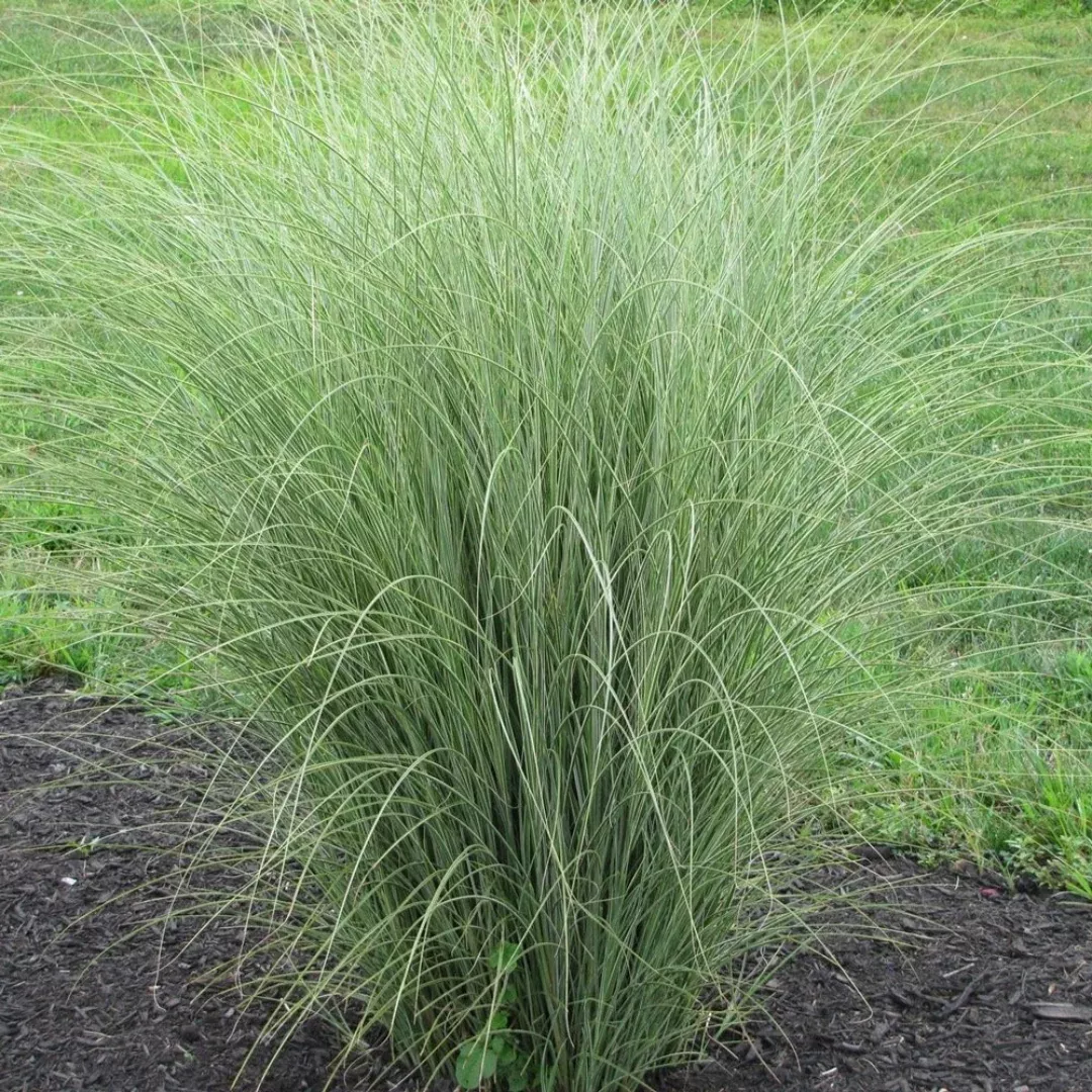 miscanthus-morning-light Miscanthus 'Morning Light'