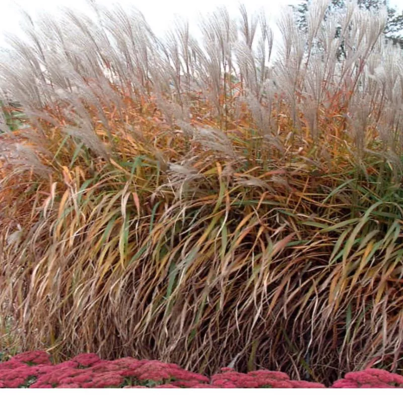miscanthus-purpurascens Miscanthus 'Purpurascens'