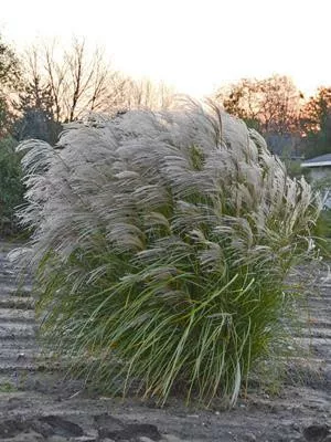 miscanthus-s-autumn-anthem-ppaf-20-ct-flat Miscanthus s. 'Autumn Anthem' PPAF (20)ct Flat