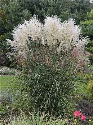 Miscanthus s. 'Encore' PP29070 (30)ct Flat