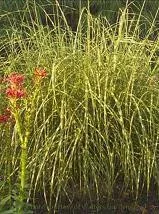 miscanthus-s-little-zebra-pp13008-30-ct-flat Miscanthus s. 'Little Zebra' PP13008 (30)ct Flat