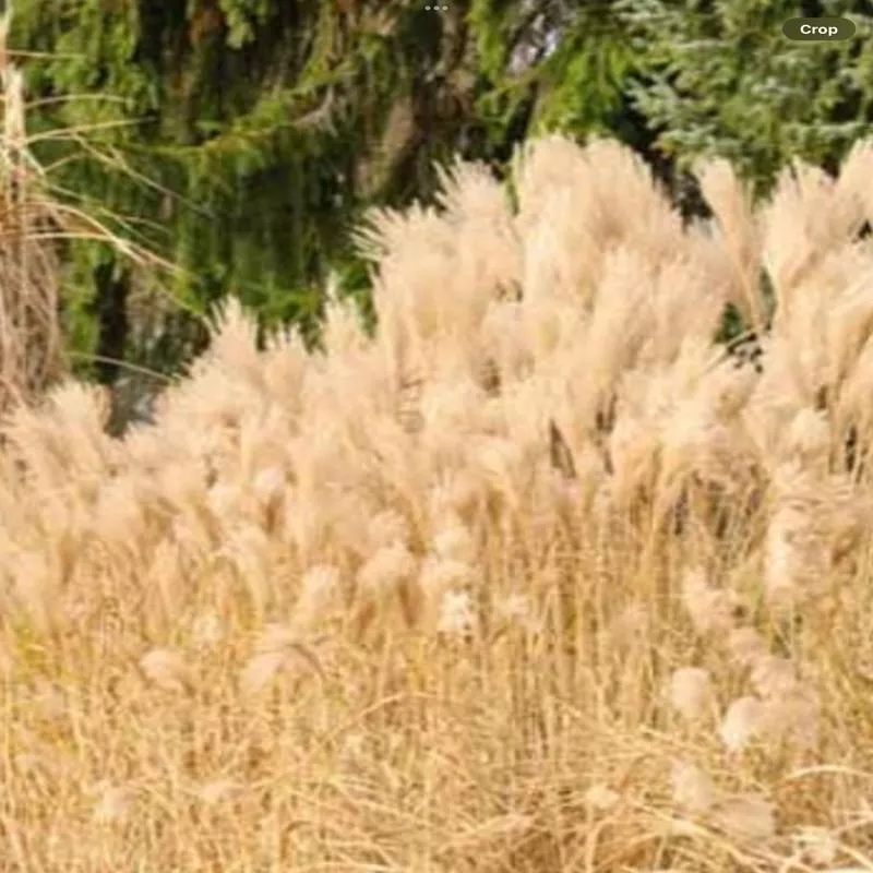 miscanthus-silberfeder Miscanthus 'Silberfeder'