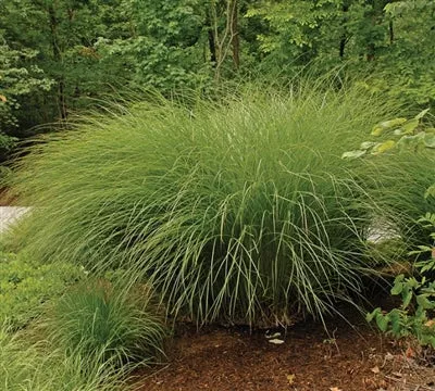 miscanthus-sinensis-gracillimus-maiden-grass Miscanthus sinensis Gracillimus Maiden Grass