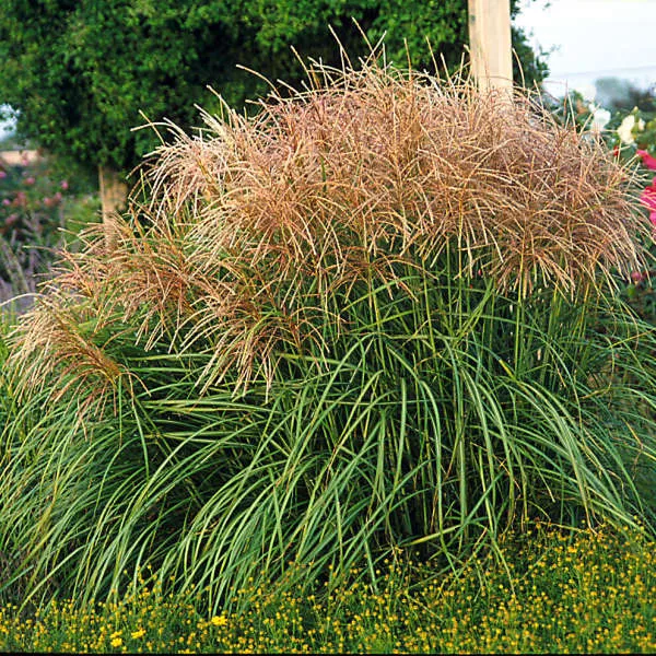 Miscanthus sinensis Huron Sunrise Maiden Grass