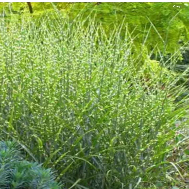 miscanthus-strictus Miscanthus 'Strictus'