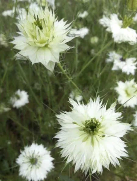 miss-jekyll-white-nigella Miss Jekyll White Nigella